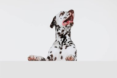 Sevimli evcil hayvan. Gri stüdyo arka planında izole edilmiş Dalmaçyalı köpek yavrusunun yarım boy portresi. Üreme, veteriner, güzellik, hayvan bakımı ve hayat kavramı. Evcil hayvan sakin, sağlıklı ve sevimli görünüyor.