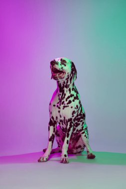 Güzel benekli Dalmaçyalı köpek, yeşil-mor renkli stüdyo arka planında izole bir şekilde poz veriyor. Üreme, veteriner, güzellik, hayvan bakımı ve hayat kavramı. Hayvan sakin ve sağlıklı görünüyor.