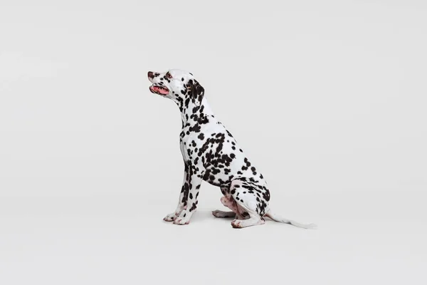 Ένα Αξιολάτρευτο Καθαρόαιμο Σκυλί Της Δαλματίας Που Ποζάρει Απομονωμένο Γκρι — Φωτογραφία Αρχείου