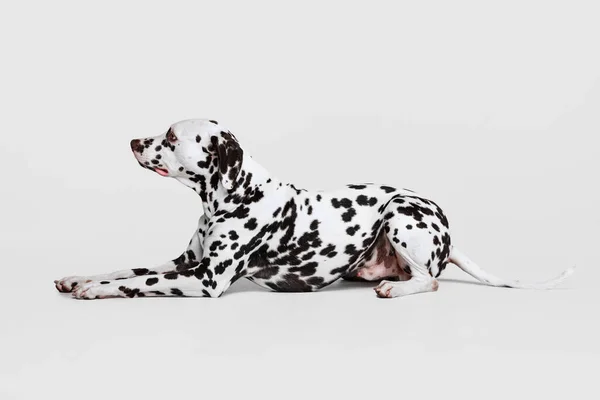 Junge Schöne Vollblut Dalmatiner Hündin Posiert Isoliert Vor Grauem Studiohintergrund — Stockfoto