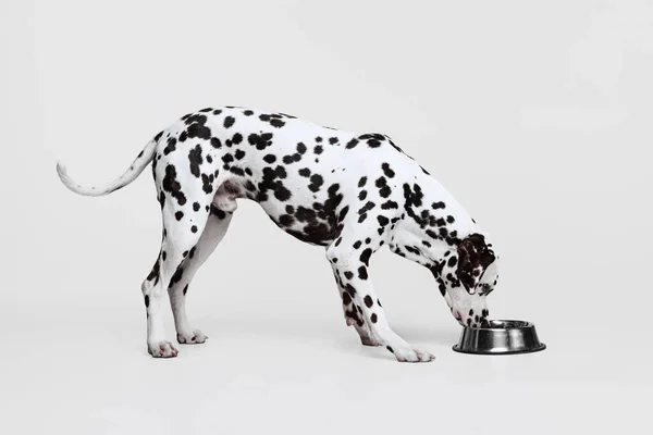 Jovem Cão Raça Pura Bonito Dalmatian Comer Tigela Isolada Sobre — Fotografia de Stock