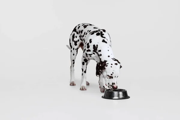 Lunchtijd Jonge Mooie Rasechte Hond Dalmatische Eten Uit Kom Geïsoleerd — Stockfoto
