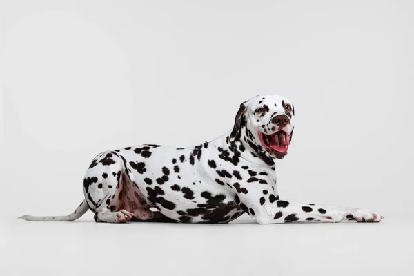 Junge Schöne Vollblut Dalmatiner Hündin Posiert Isoliert Vor Grauem Studiohintergrund — Stockfoto
