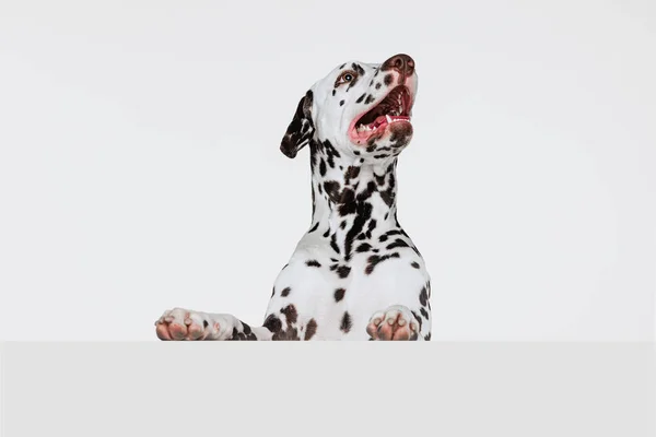 Urocze Zwierzątko Pół Długości Portret Uroczego Szczeniaka Dalmatyńskiego Psa Odizolowanego — Zdjęcie stockowe