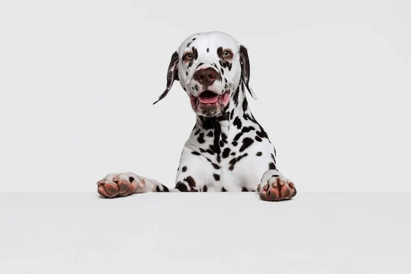 Смотрю Камеру Полудлинный Портрет Милого Щенка Далматинской Собаки Изолированного Сером — стоковое фото
