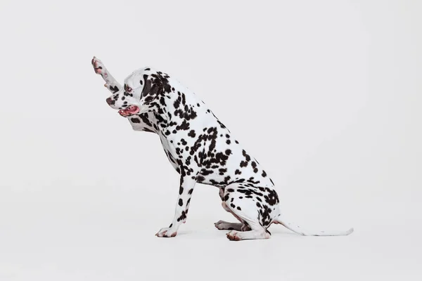 Дай Лапу Портрет Молодого Прекрасного Далматинського Собаки Який Зображає Ізольованість — стокове фото