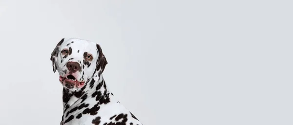 Очаровательное Животное Полудлинный Портрет Милого Щенка Далматинской Собаки Изолированного Сером — стоковое фото