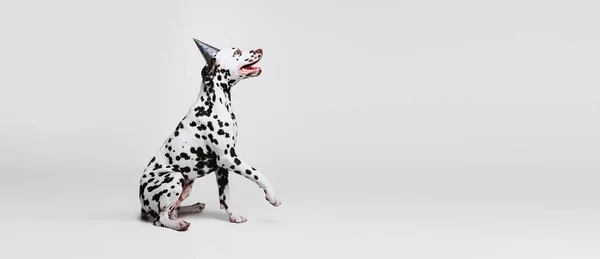 Tass Porträtt Unga Vackra Dalmatiska Hund Poserar Isolerad Över Grå — Stockfoto