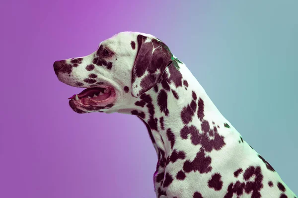 Профіль Юного Далматинського Собаку Ізольованого Над Пурпуровим Зеленим Фоном Неоні — стокове фото