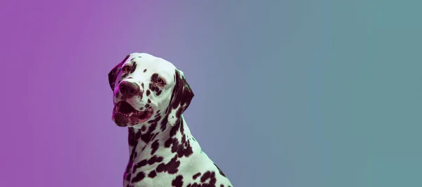 Charmant Doggy Junge Dalmatiner Hund Posiert Isoliert Über Gradienten Grün — Stockfoto