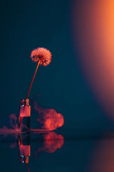 Délibáb Látás Kreatív Virágkompozíció Egyedül Pitypang Vázában Sötét Háttér Felett — Stock Fotó