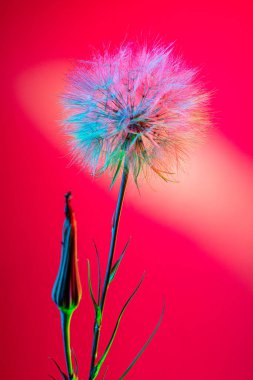 Bahar geldi. Tebrik kartı ve duvar kâğıdı için tasarım. Neon ışıklı, morumsu arka planda çiçek açan bir karahindiba. Çiçekçilik, dekorasyon, bahçe, dekor ve reklam kavramı..