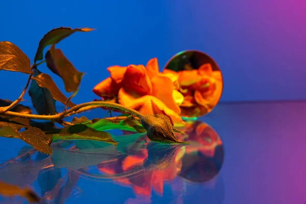 黄色的玫瑰 可爱的花卉组成躺在桌子上 在霓虹灯下与蓝色背景隔离 装饰品 装饰和广告的概念 壁纸的设计 — 图库照片