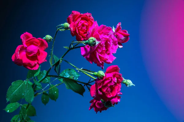 バラの花 ピンクのネオンライトで青の背景に隔離された愛らしい花の組成 創造性 広告の概念 カード ポスター 壁紙のデザイン — ストック写真
