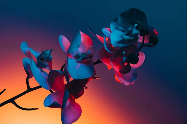 Ramo Fiori Orchidea Sfondo Blu Scuro Luce Neon Concetto Floristica — Foto Stock