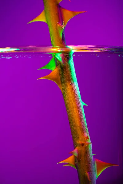 Κοντινό Τριαντάφυλλο Στέλεχος Αγκάθια Καθαρό Νερό Πάνω Από Μωβ Φόντο — Φωτογραφία Αρχείου