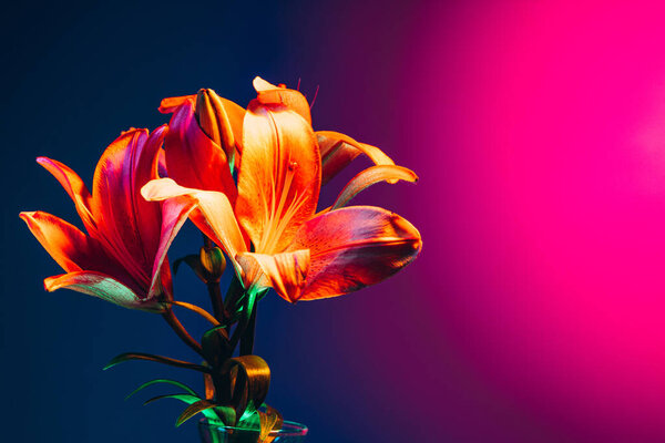 Evening lily. Different flowers, adorable floral composition isolated over blue background in pink neon light. Concept of floristry, decorations, creativity, decor and ad. Design for card, poster