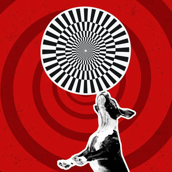 Circus performance. Contemporary art collage. Cute dog with huge circle with optical illusion pattern, design. Concept of creativity, art, imagination, animal