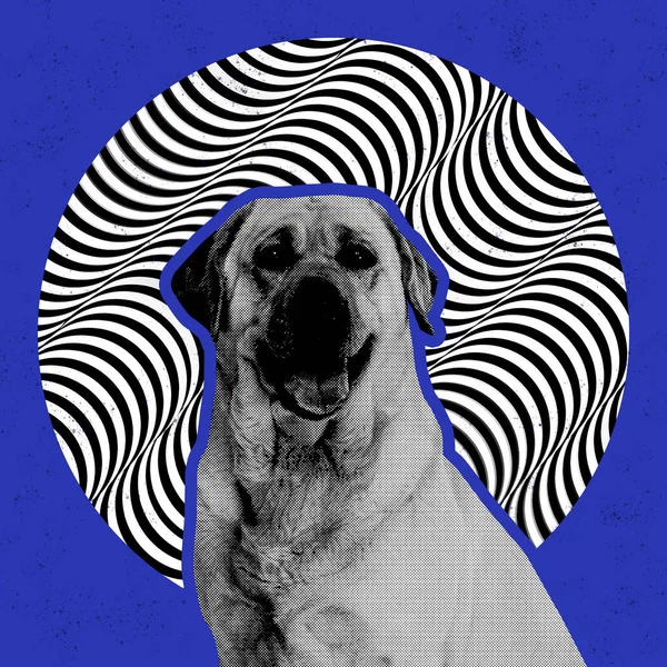 Πορτραίτο Σκύλων Σουρεαλιστικό Φόντο Στοιχεία Οπτικής Ψευδαίσθησης Κολάζ Σύγχρονης Τέχνης — Φωτογραφία Αρχείου