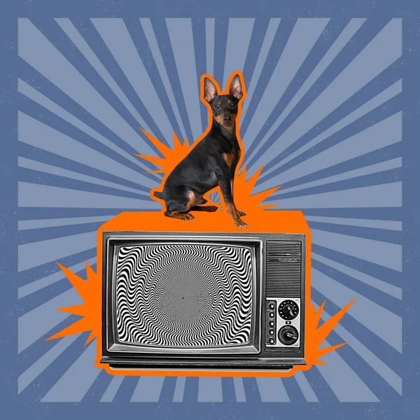 Contemporary art collage with cute dog sitting on retro tv set over optical illusion patter background. Surrealism. Inspirative art, pets, animal, style and fashion concept. Copyspace.