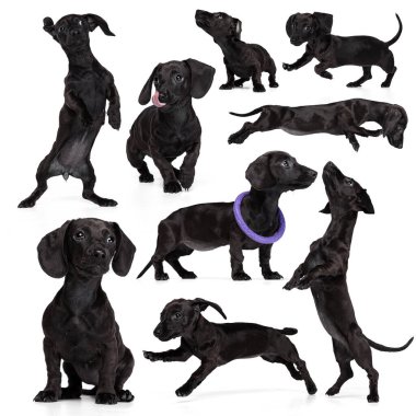 Kolaj, beyaz arka planda izole edilmiş siyah dachshund, şirin safkan köpek resimlerinden yapılmıştır. Hareket, güzellik, veteriner, üreme, aksiyon, evcil hayvanlar, aşk, hayvan hayatı kavramı. İlan için alanı kopyala.