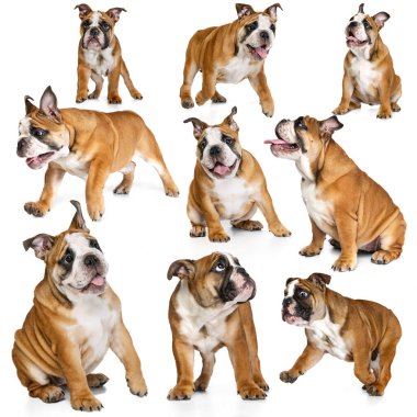 Tatlı safkan köpek resimlerinden yapılmış kolaj, beyaz arka planda izole edilmiş İngiliz bulldog 'u. Hareket, güzellik, veteriner, üreme, aksiyon, evcil hayvanlar, aşk, hayvan hayatı kavramı. İlan için alanı kopyala.