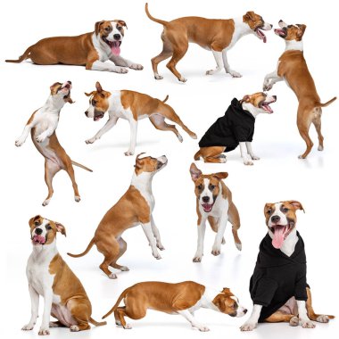 Kolaj, beyaz arka planda izole edilmiş, şirin safkan köpek, staffordshire teriyerinin resimlerinden yapılmış. Hareket, güzellik, veteriner, üreme, aksiyon, evcil hayvanlar, aşk, hayvan hayatı kavramı. İlan için alanı kopyala.