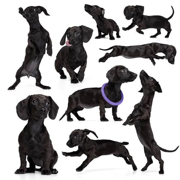 Kolaj, beyaz arka planda izole edilmiş siyah dachshund, şirin safkan köpek resimlerinden yapılmıştır. Hareket, güzellik, veteriner, üreme, aksiyon, evcil hayvanlar, aşk, hayvan hayatı kavramı. İlan için alanı kopyala.