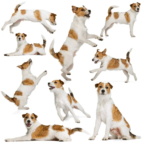 Collage Made Images Cute Purebred Dog Jack Russell Terrier Isolated — Photo