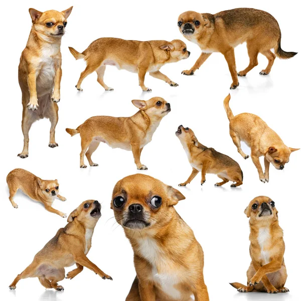 Collage Made Images Small Dog Purebred Chihuahua Isolated White Background — Photo