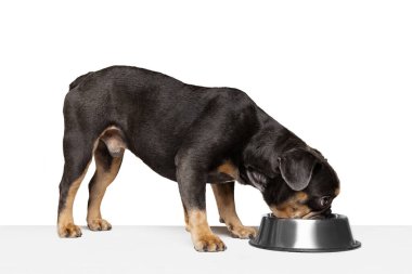 Have a lunch. Beloved pet, cute dog eating from bowl isolated over white studio background. Concept of motion, action, pets love, animal life. Looks happy, delighted. Copyspace for ad.