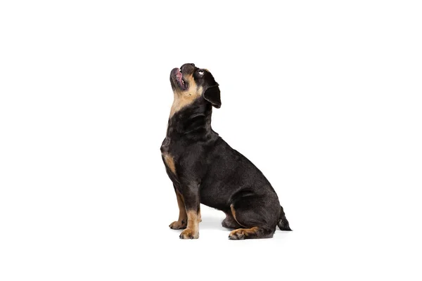 Πορτρέτο Του Αστεία Ενεργό Κατοικίδιο Ζώο Χαριτωμένο Σκυλί Θέτει Απομονώνονται — Φωτογραφία Αρχείου