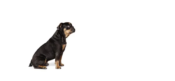 Флаєр Видом Профіль Гарної Собаки Цуценя Сидить Ізольовано Білому Фоні — стокове фото