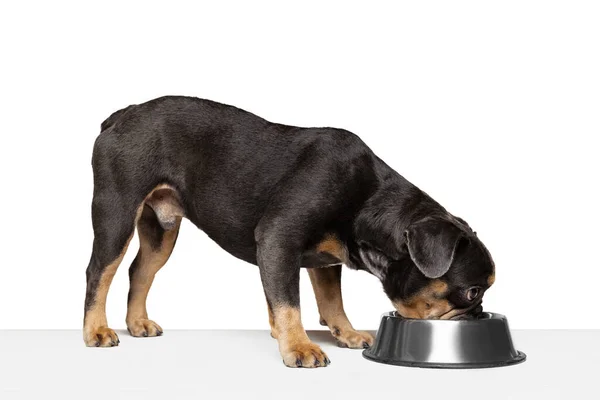 Zjedz Lunch Ukochany Zwierzak Słodki Pies Jedzący Miski Odizolowanej Białym — Zdjęcie stockowe