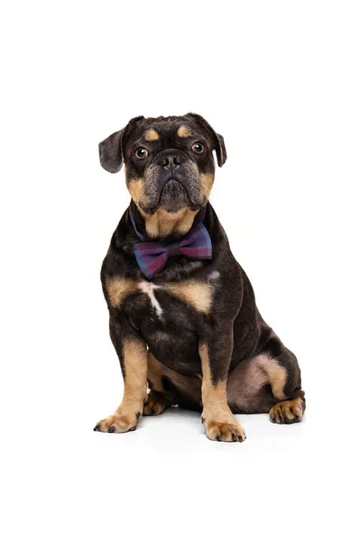 Retrato Animal Estimação Ativo Engraçado Cão Bonito Posando Isolado Sobre — Fotografia de Stock