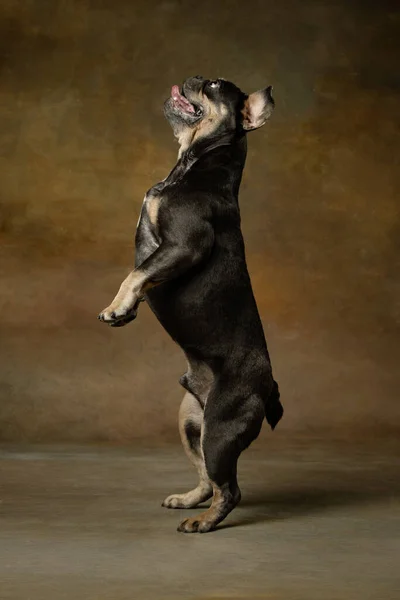 Jogos Lazer Animal Estimação Ativo Alegre Cão Bonito Pulando Isolado — Fotografia de Stock
