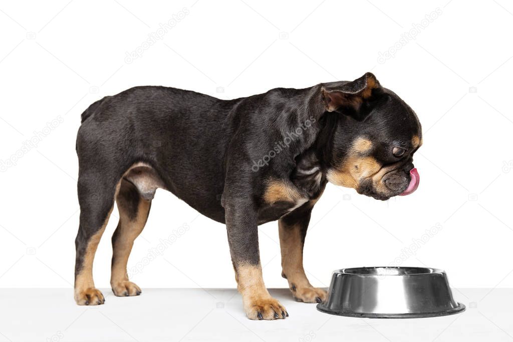 Delicious dish. Beloved pet, cute dog eating from bowl isolated over white studio background. Concept of motion, action, pets love, animal life. Looks happy, delighted. Copyspace for ad.