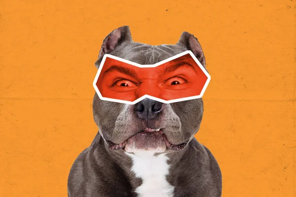 Angry. Magazine style collage with cute dog with male eyes expressing different emotions isolated on orange background. Surreal eyewear. Animal look at modern lifestyle. Concept of fun, creativity, ad