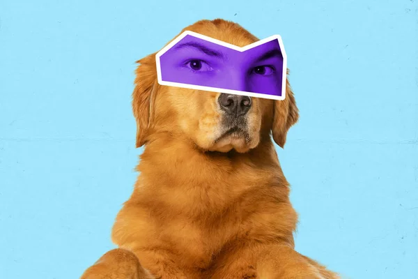 Недоверие Коллаж Симпатичной Собакой Мужскими Глазами Выражает Различные Эмоции Изолированы — стоковое фото