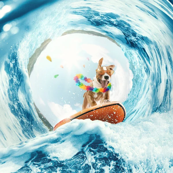 Summer vibes. Creative art collage with funny beagle dog surfing on huge wave in ocean or sea on summer vacation with modern sunglasses and flower chain. Concept of rest, sport, adventures