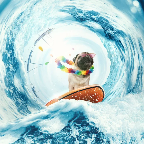 Cool surf rider. Collage with happy cute pug dog surfing on huge wave in ocean or sea on summer vacation with pink sunglasses and hawaii flower chain. Concept of hobbies, animal, adventures