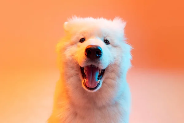 Half Length Portrait Adorable Cute White Samoyed Dog Posing Isolated — Stockfoto