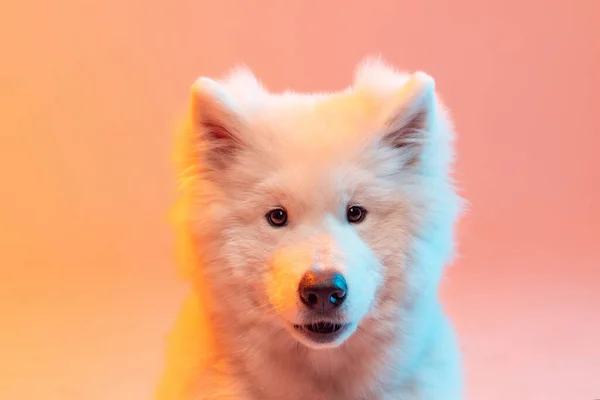 Primer Plano Retrato Adorable Lindo Perro Samoyedo Blanco Posando Aislado —  Fotos de Stock