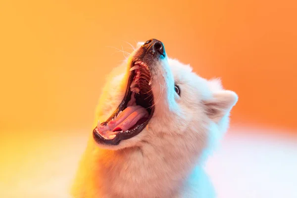 Sammy Bosteza Retrato Medio Cuerpo Adorable Lindo Perro Samoyedo Blanco — Foto de Stock