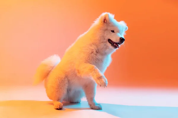 Игривый Веселый Питомец Одна Красивая Пушистая Белая Самоед Собака Играет — стоковое фото