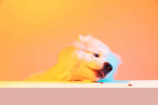 Tasting animal food. Half-length portrait of adorable cute white Samoyed dog isolated on orange color background in neon light. Concept of animal, pets, care, fashion, vet, health. Copyspace for ad