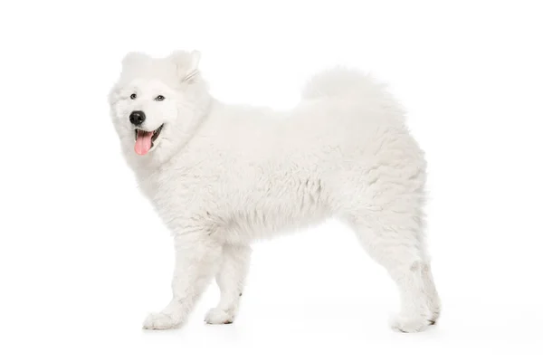 Posing Looks Happy Delighted Portrait Breed Dog Fluffy Snow White —  Fotos de Stock