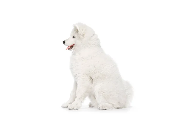 Vue Profil Chien Race Pelucheux Blanc Neige Samoyed Husky Assis — Photo