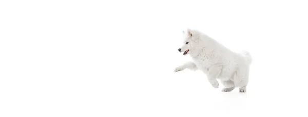 Vypadá Šťastně Potěšeně Leták Portrétem Čistokrevného Psa Načechraný Sněhobílý Samoyed — Stock fotografie