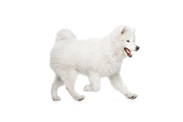 Sieht Glücklich Erfreut Aus Porträt Eines Rassehundes Flauschig Schneeweißer Samoyed — Stockfoto